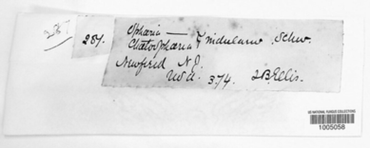 Anisogramma vepris image
